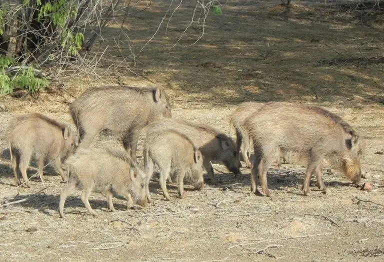 Analyzing the Impact of Election Reform Measures on Turnout Rates