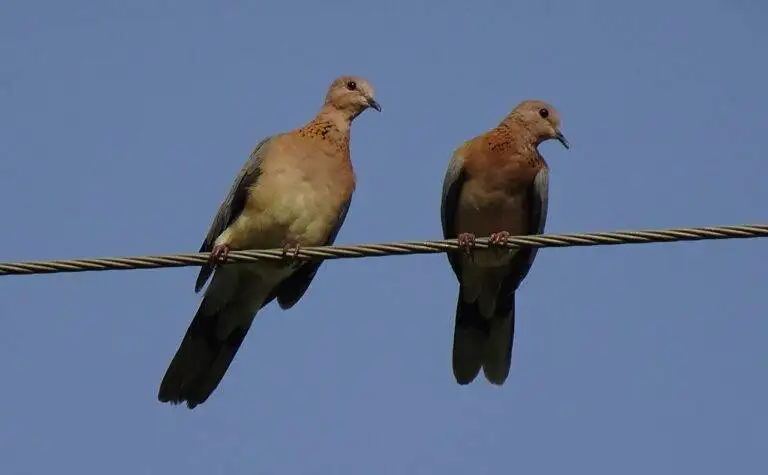 The Impact of Election Spending Limits on Campaign Strategies