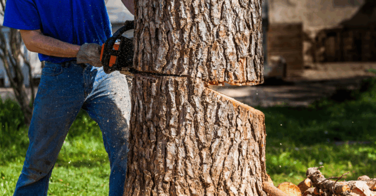 Tree Pruning Service: Essential Care for Healthy and Beautiful Trees